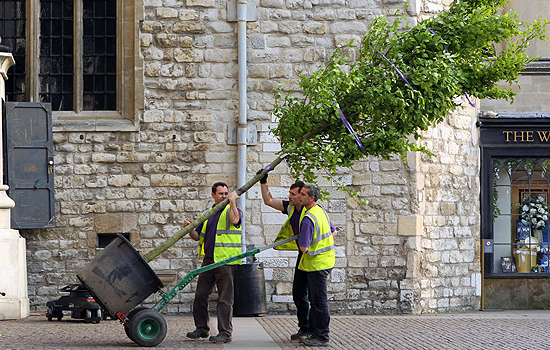 Milliókért rendelt élő fákat a templomba Kate Middleton