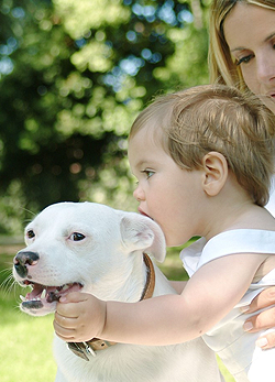 Kisbaba és kutya a lakásban – Mi kell a biztonságos együttéléshez? 