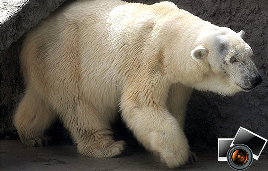 Elpusztult Bimba a fővárosi állatkert jegesmedvéje 