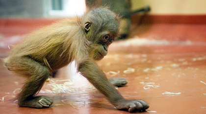 a kép nagyobb mint 150px!