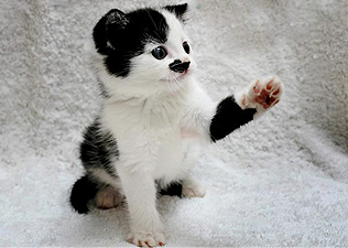 Kitler