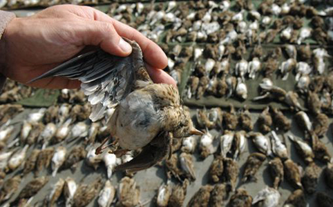 Többszáz védett madár pusztul el a csempészek kezei között