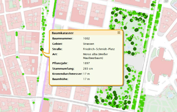 A képen látható fa a Friedrich Schidt téren áll, 1897-ben ületették , magassága és a korna átmérője is 17 m. 