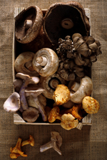 Gombában az egészség