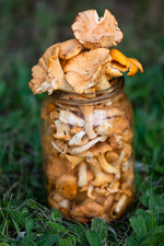 Gombában az egészség