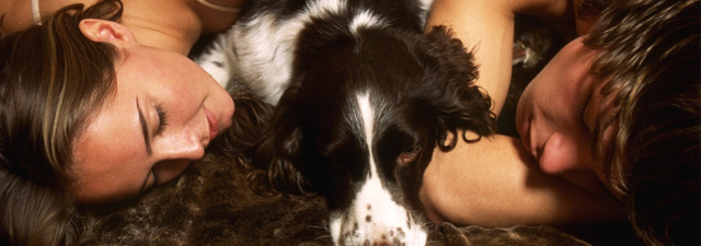 Az igazi szexgyilkosok: az anyós, a kutya meg a gyerek Az igazi szexgyilkosok: az anyós, a kutya meg a gyerek