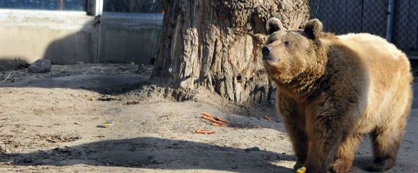 Az Állatkertből jelentjük: Meglátta a medve az árnyékát