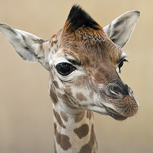 Zsiráf született a Fővárosi Állatkertben