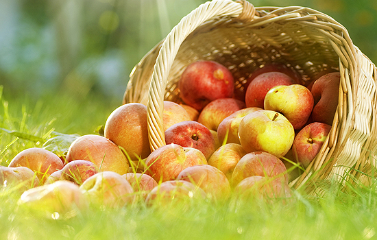  Hogyan juthatunk jó áron bio-élelmiszerhez?