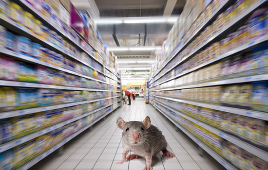 Hajsza a szupermarketben tanyázó egerek után
