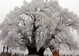 800 éves tölgy a legöregebb fánk