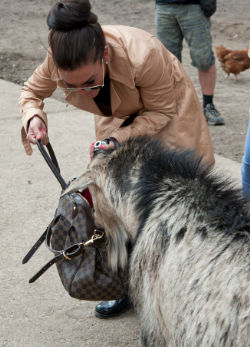 Örökbefogadott Horváth Éva