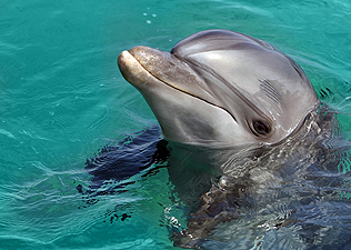 Heroinpótlóval öltek meg delfineket