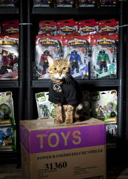 Íme Millie, az első macska biztonsági őr