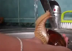 Így zuhanyozik a csiga - videó!