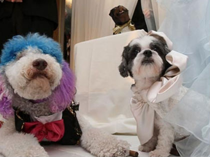 Megtartották a legdrágább kutya esküvőt