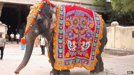 Egy túlkényeztetett elefánt forrás: BBC
