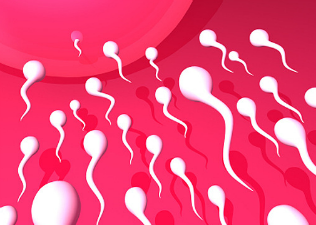 Mindent tudunk a spermáról