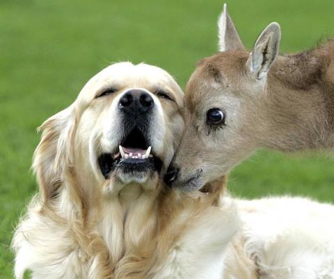 Kattins a képre az állatbarát állatokért!