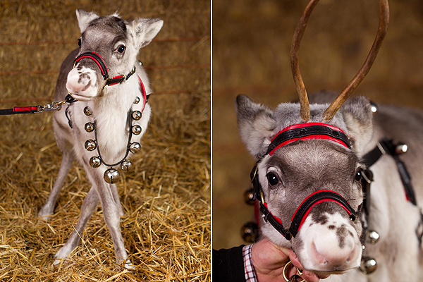 Agancs nélkül is cuki Agancs nélkül is cuki