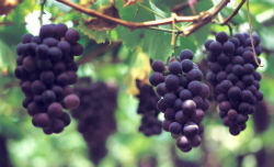 Szépülj a természet legerősebb antioxidánsával, a szőlővel!