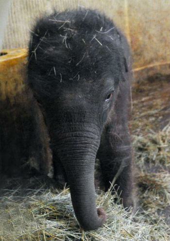 Ismerkedik a világgal a hajas bébielefánt Fotó: zoobudapest.com 