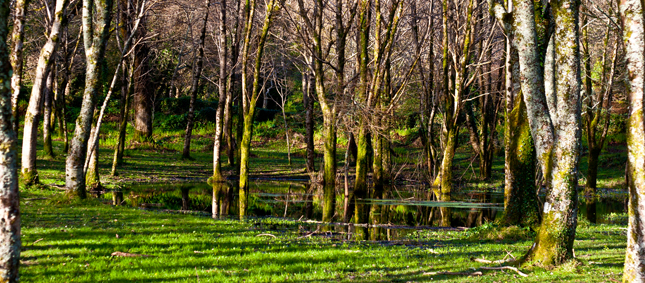 Kelta horoszkóp 2013-ra