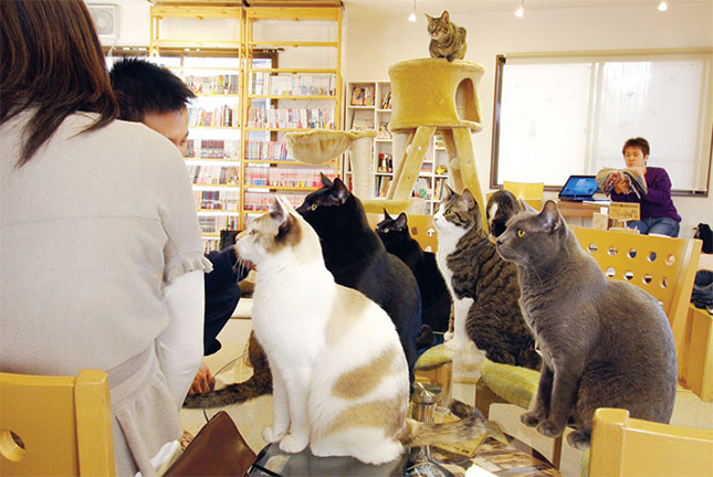 Macskás kávézó nyílt a fővárosban