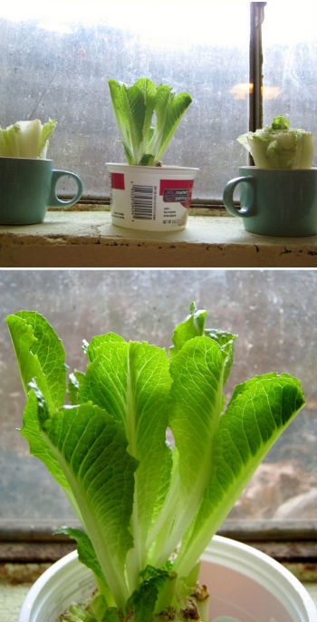 Kertészkedj a gyerekekkel!: Növeszd újra a salátát!