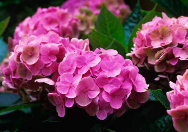 A nap növénye: kerti hortenzia