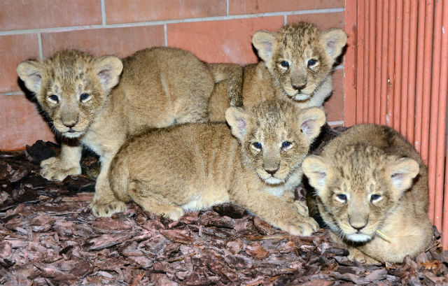 Fotók: zoobudapest.com