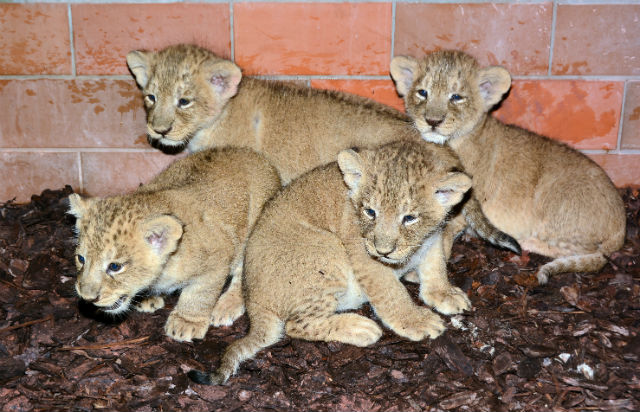 Négy kisoroszlán született a budapesti állatkertben