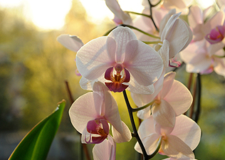 Hétvégi programok: orchidea kiállítás és kihajtási ünnep