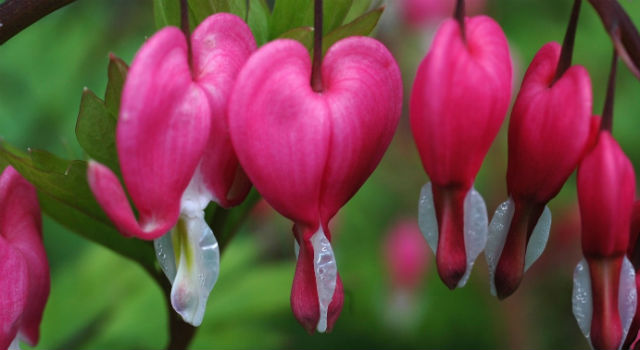 Szív alakú virág az anyák napi csokorba
