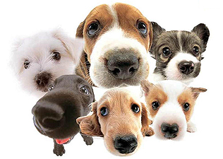 Hétvégi programok: pálinkafesztivál és kutya-világkiállítás