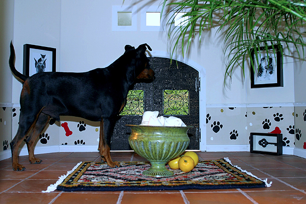 Luxusszállodában nyaralhatnak a kutyák Luxusszállodában nyaralhatnak a kutyák