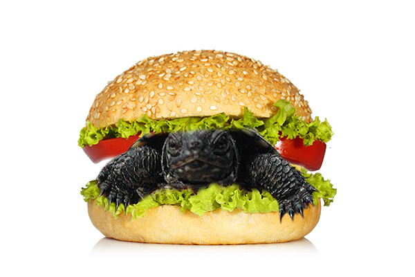 Hamburgerbe csomagolták a teknőst