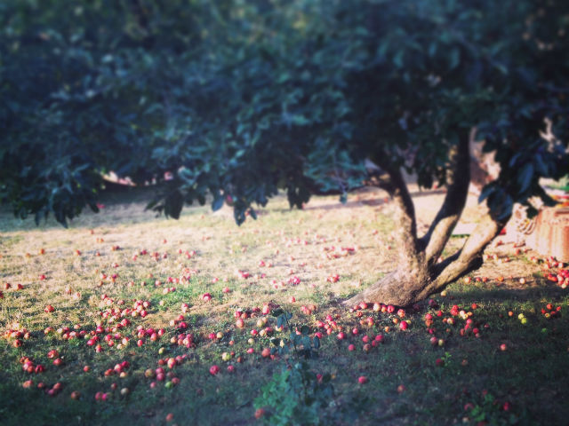 Hull az alma a fáról Fotó: Kedves Nóra