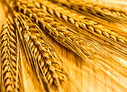 10 jel, hogy gluténérzékeny vagy