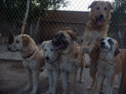 Ezer kóbor kutyát ivartalanítanak