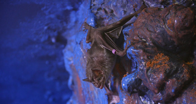 Forrás: zooszeged.hu