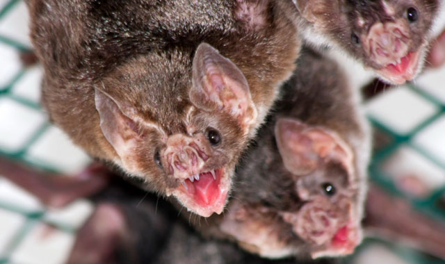 Forrás: zooszeged.hu