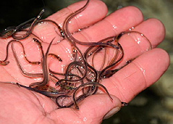 Veszélyes a legújabb szépséghóbort!