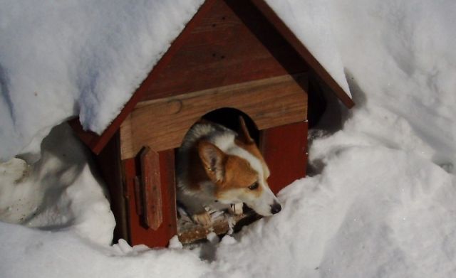 Fotó: Orpheus Állatvédő Egyesület Fotó: Orpheus Állatvédő Egyesület