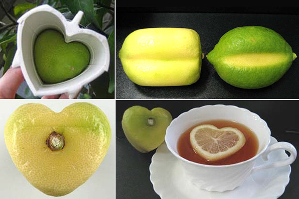 Szív alakú citromot termesztenek