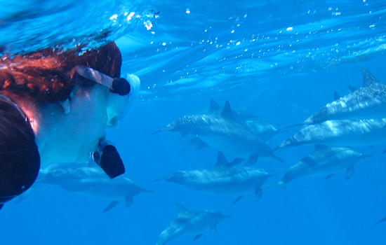 forrás: bluedolphin.hu