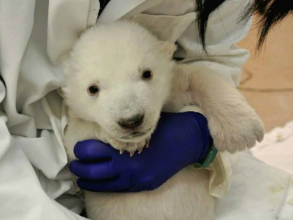 Video: 2 hónapos imbolygó jegesmedve
