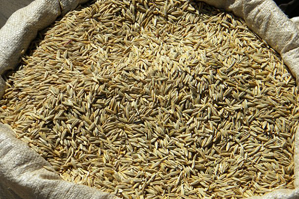 Afrikai gabona a sztárok új kedvence
