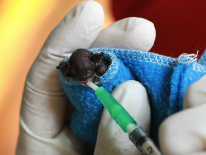 A kicsi denevér szupercuki! A kicsi denevér szupercuki!