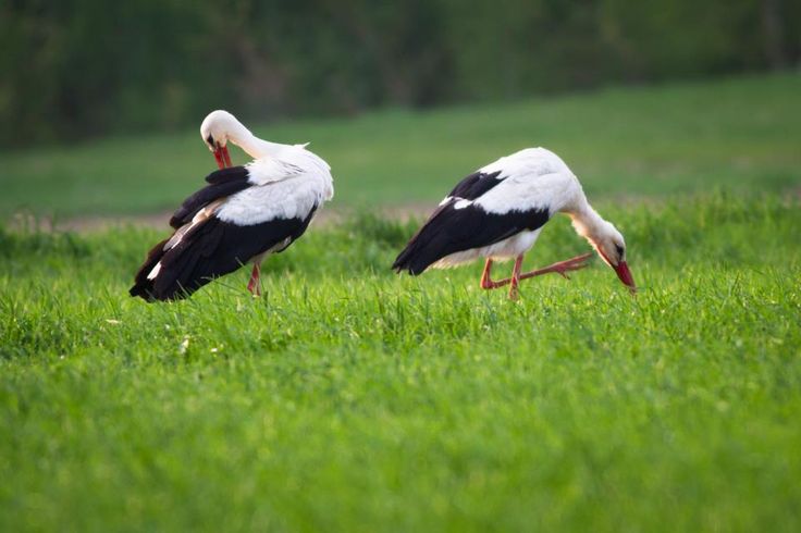 A klímaváltozás miatt egyre több gólya telelhet itthon A klímaváltozás miatt egyre több gólya telelhet itthon